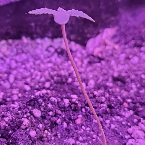 Critical Red growlog timeline photo