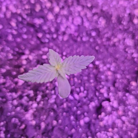 Critical Red growlog timeline photo