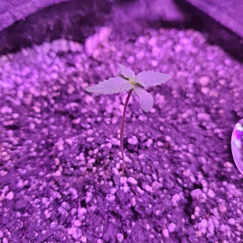Critical Red growlog timeline photo