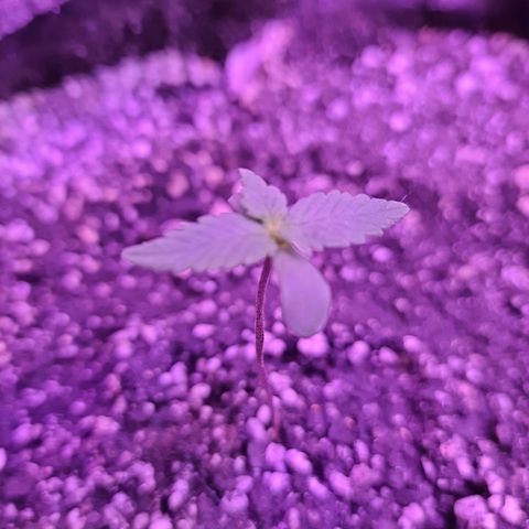 Critical Red growlog timeline photo