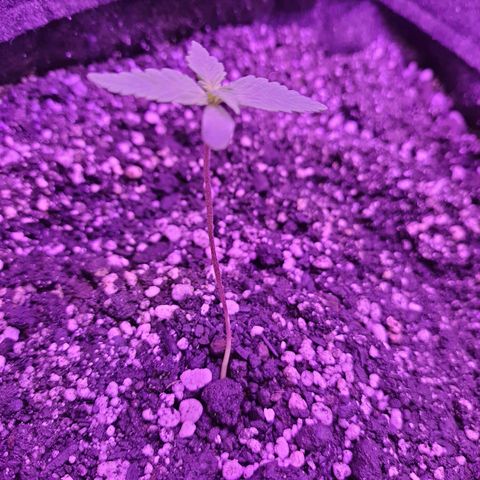 Critical Red growlog timeline photo