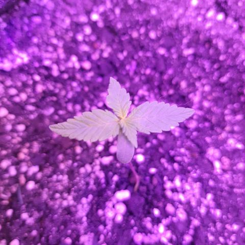Critical Red growlog timeline photo