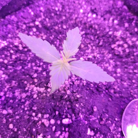 Critical Red growlog timeline photo