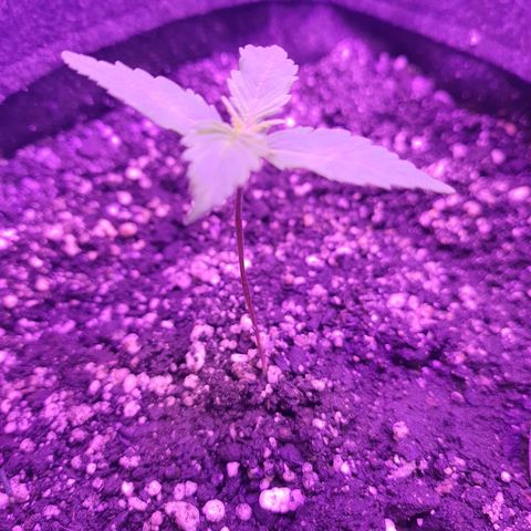 Critical Red growlog timeline photo