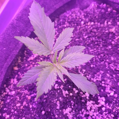 Critical Red growlog photo: Crescendo bem rápido 