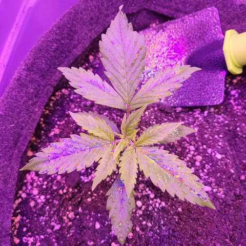 Critical Red growlog timeline photo