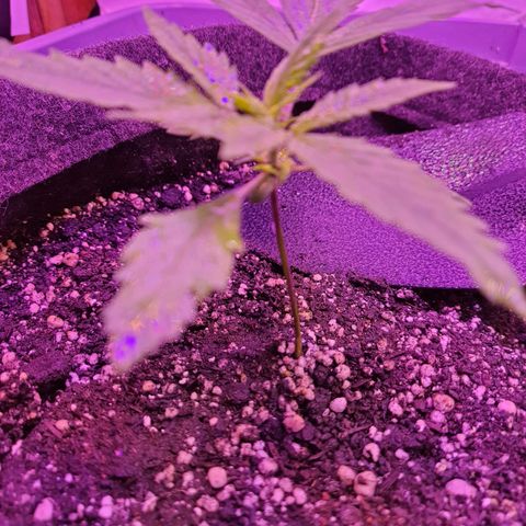 Critical Red growlog timeline photo