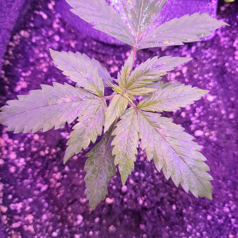 Critical Red growlog photo: Realmente desenvolve rápido 