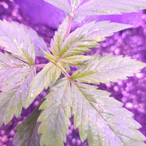 Critical Red growlog photo: Realmente desenvolve rápido 