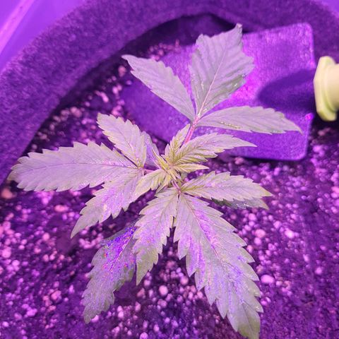 Critical Red growlog timeline photo