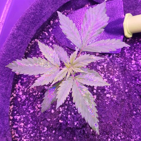 Critical Red growlog photo: Espirrando água com Alg-A-Mic todos os dias 