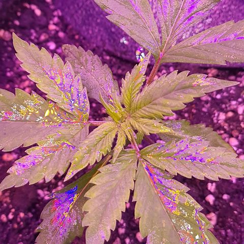 Critical Red growlog photo: Espirrando água com Alg-A-Mic todos os dias 