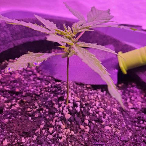 Critical Red growlog photo: Espirrando água com Alg-A-Mic todos os dias 