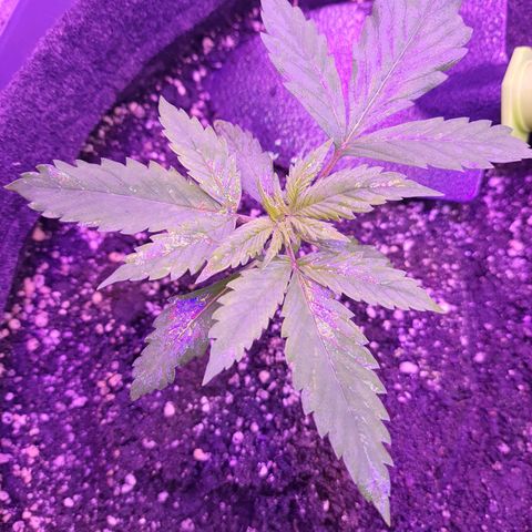 Critical Red growlog timeline photo