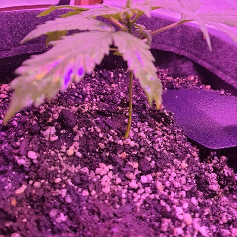 Critical Red growlog timeline photo