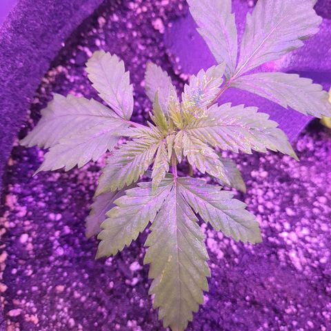 Critical Red growlog timeline photo