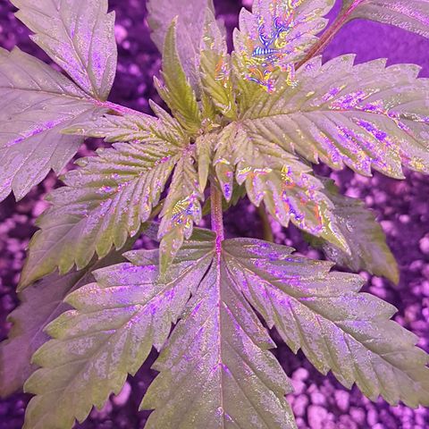 Critical Red growlog timeline photo