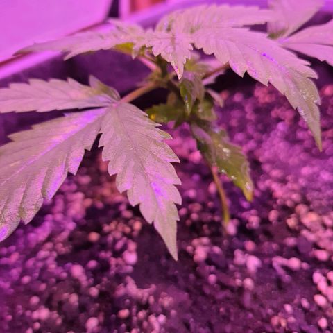 Critical Red growlog timeline photo