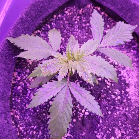 Critical Red growlog timeline photo