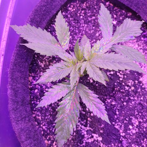 Critical Red growlog timeline photo