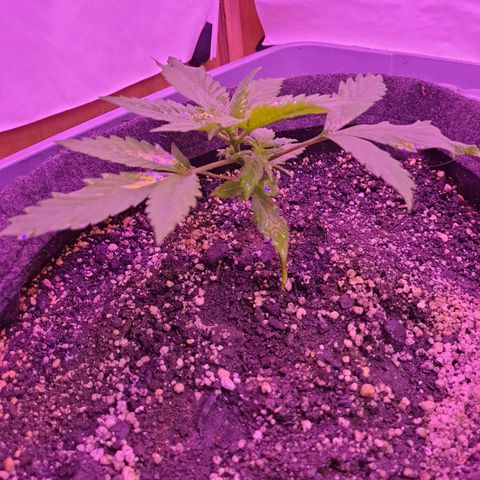 Critical Red growlog timeline photo