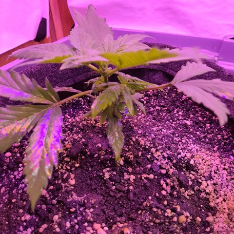 Critical Red growlog timeline photo