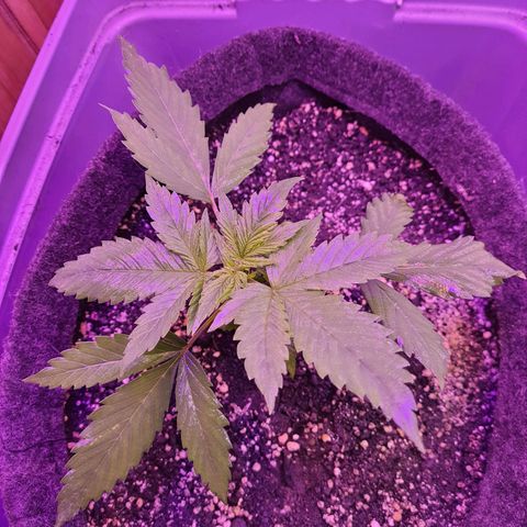 Critical Red growlog timeline photo