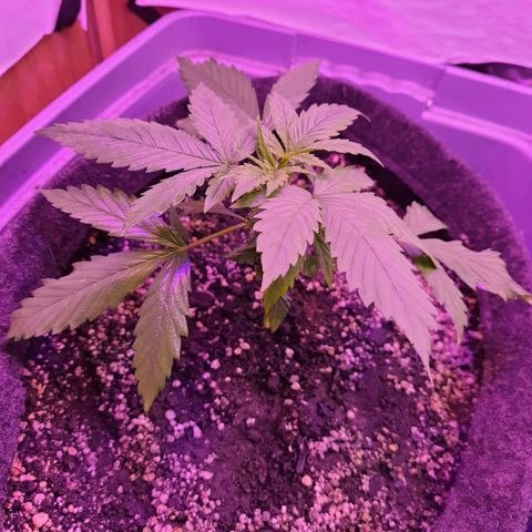 Critical Red growlog timeline photo