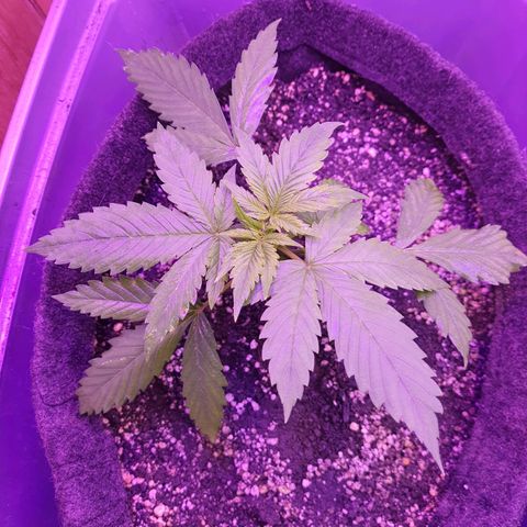 Critical Red growlog timeline photo