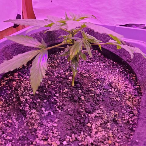 Critical Red growlog timeline photo
