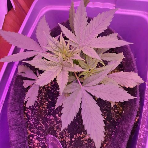 Critical Red growlog photo: Fantasma comeu algumas das folhas 😩 