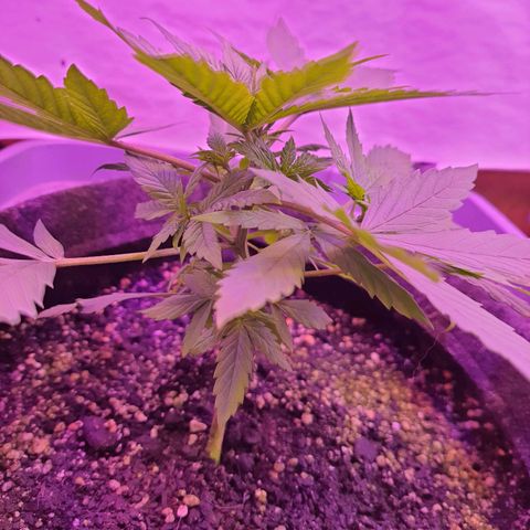 Critical Red growlog photo: Fantasma comeu algumas das folhas 😩 