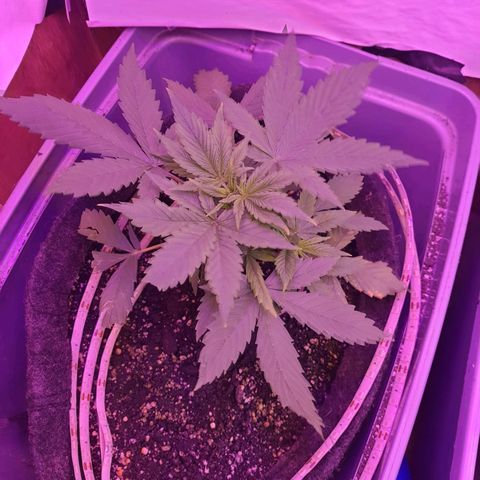 Critical Red growlog photo: Apareceram folhas amarelas, muito fertilizante acho. 