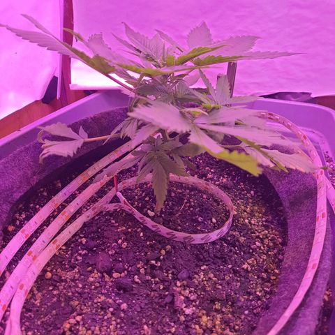 Critical Red growlog photo: Apareceram folhas amarelas, muito fertilizante acho. 
