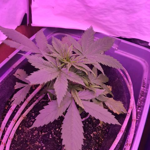 Critical Red growlog timeline photo