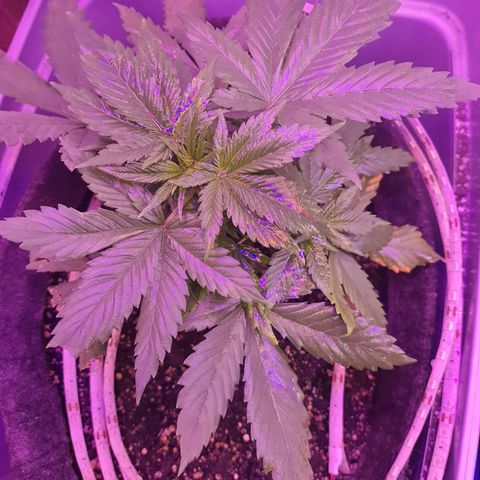 Critical Red growlog timeline photo