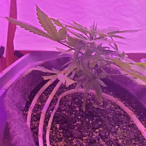 Critical Red growlog timeline photo