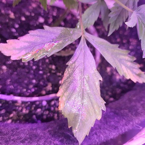 Critical Red growlog photo: Excesso de fertilizante 