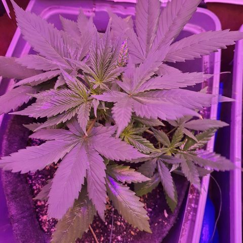 Critical Red growlog timeline photo