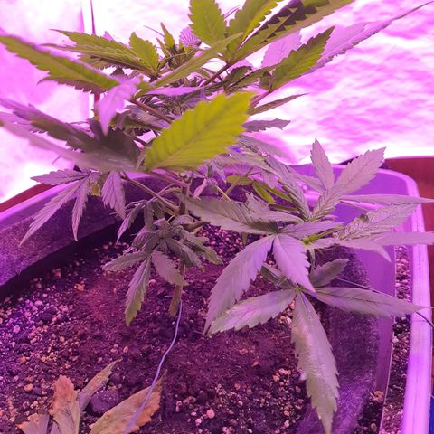 Critical Red growlog timeline photo