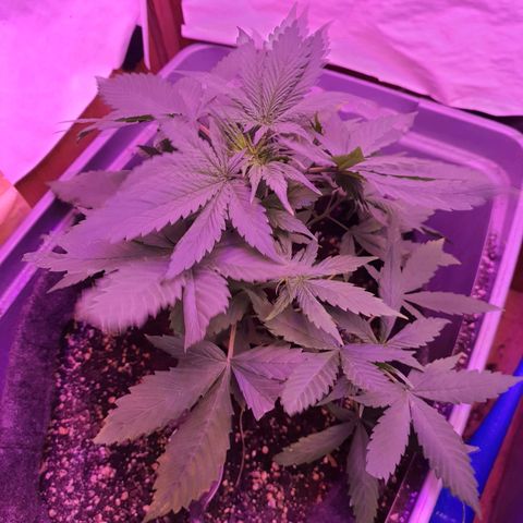 Critical Red growlog photo: Meu gato comeu uns pedaços de folha. Tenho que ficar de olho 😓 