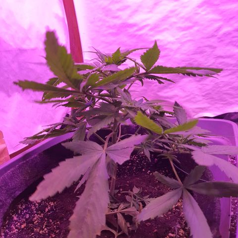 Critical Red growlog photo: Meu gato comeu uns pedaços de folha. Tenho que ficar de olho 😓 