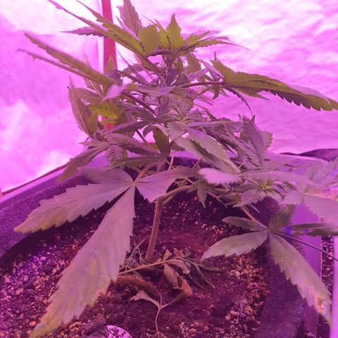 Critical Red growlog photo: Usar menos fertilizante da próxima, regra só com 500ml de início e não 1L