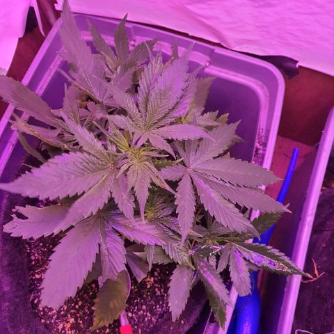 Critical Red growlog photo: Usar menos fertilizante da próxima, regra só com 500ml de início e não 1L