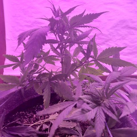 Critical Red growlog timeline photo