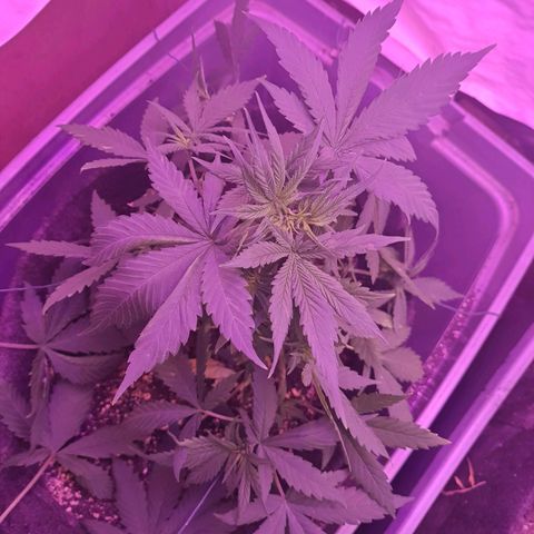 Critical Red growlog timeline photo