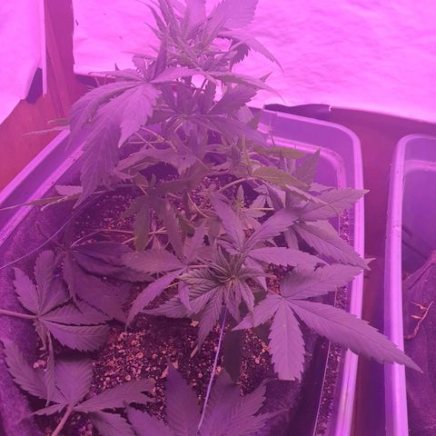 Critical Red growlog timeline photo