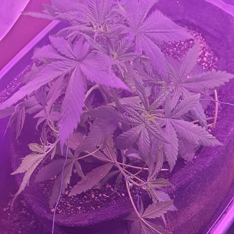 Critical Red growlog timeline photo