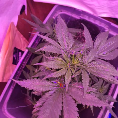 Critical Red growlog photo: Algumas folhas com danos de fertilizante. Vou seguir três regas sem fertilizantes para balancear. 