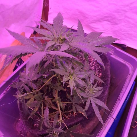 Critical Red growlog photo: Algumas folhas com danos de fertilizante. Vou seguir três regas sem fertilizantes para balancear. 